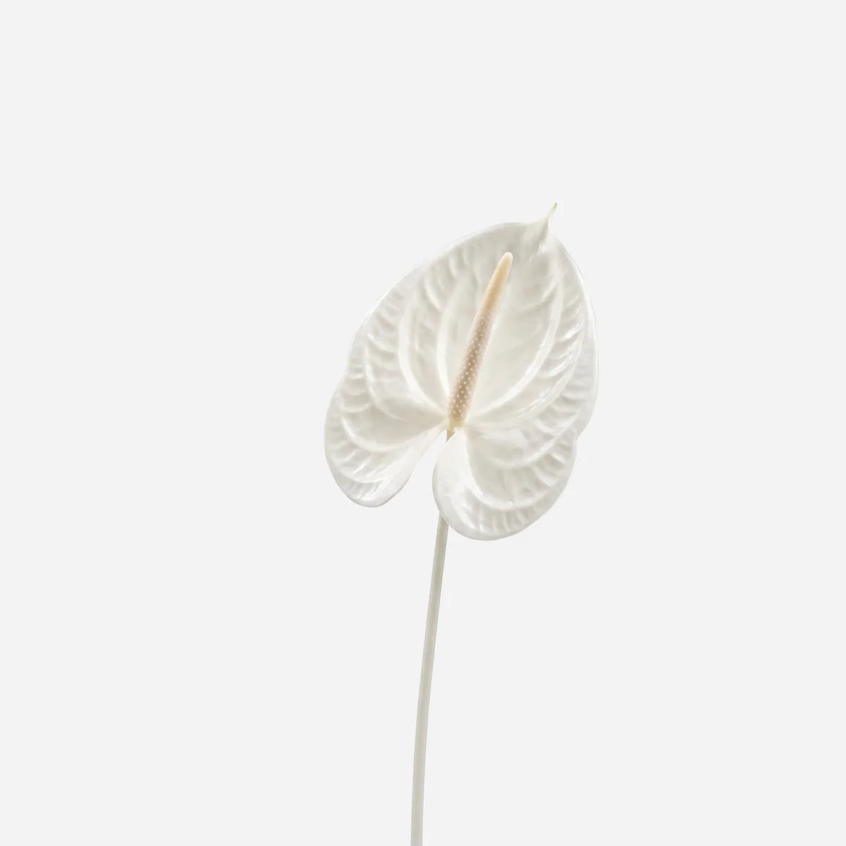 Frave Room Spray White Flower